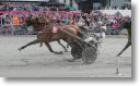 Dijon-winning-2019-Elitlopp-Gerard-Forni.jpg